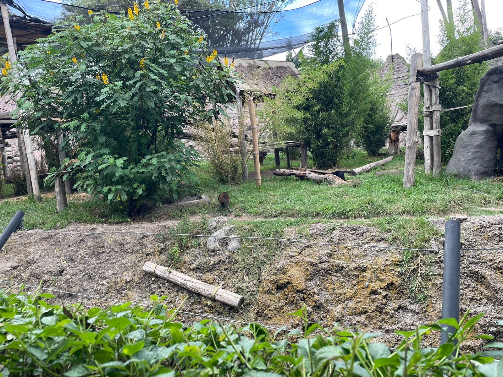 Oso hormiguero